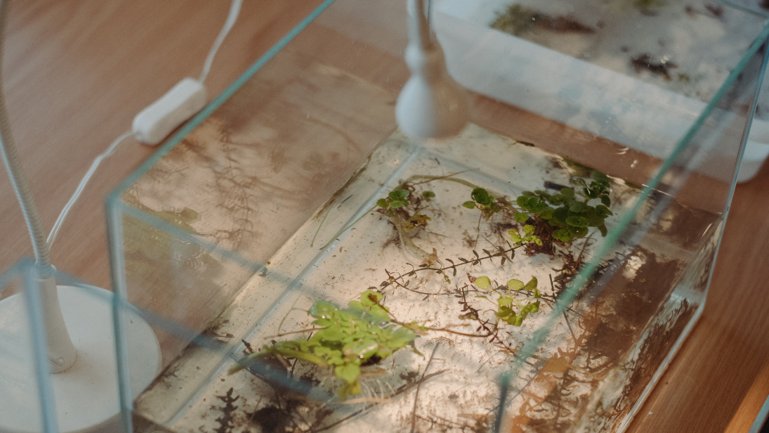 Get hands-on with nature conservation at the Ulster Transport Museum