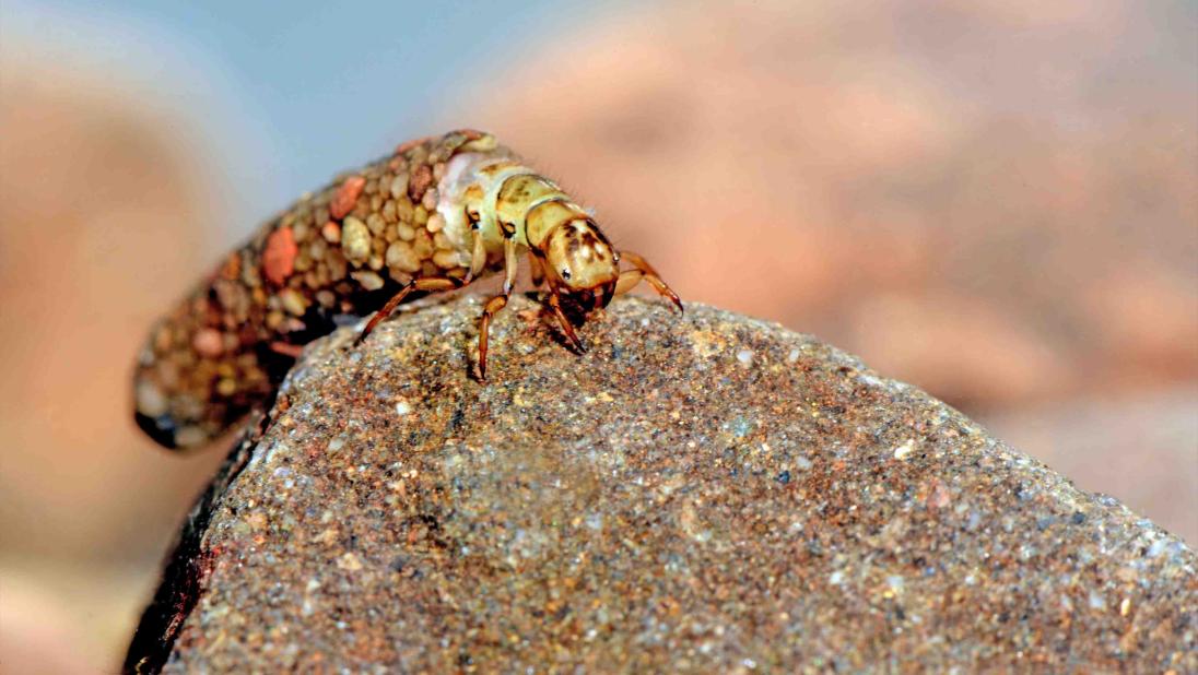 Caddis larvae, Odontocerum albicorne