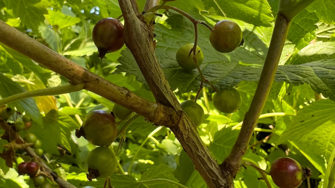 Goosberries growing at Duncrun's kitchen garden
