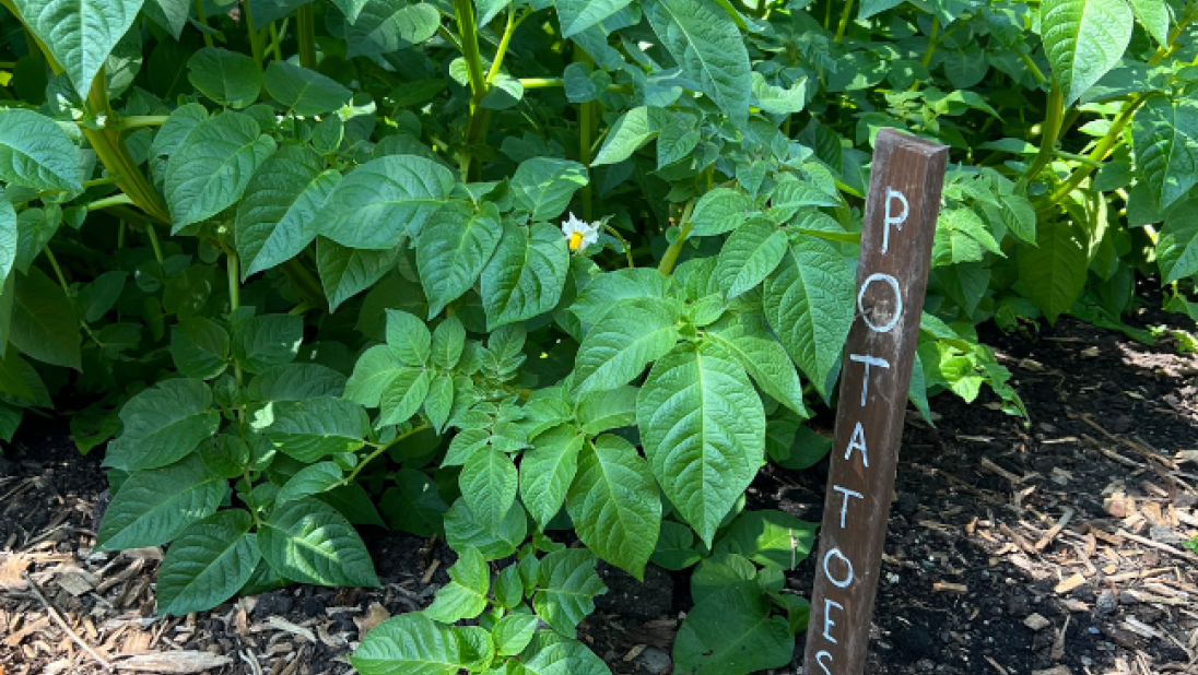 Potatoes growing in a kitchen garden
