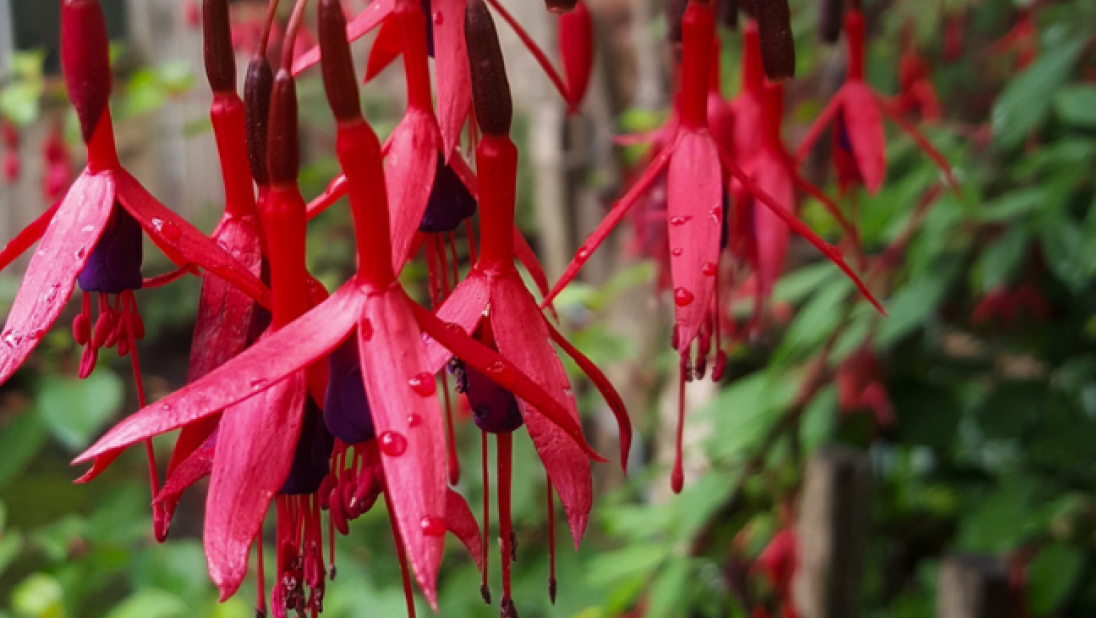 A close-up image of fuchsia