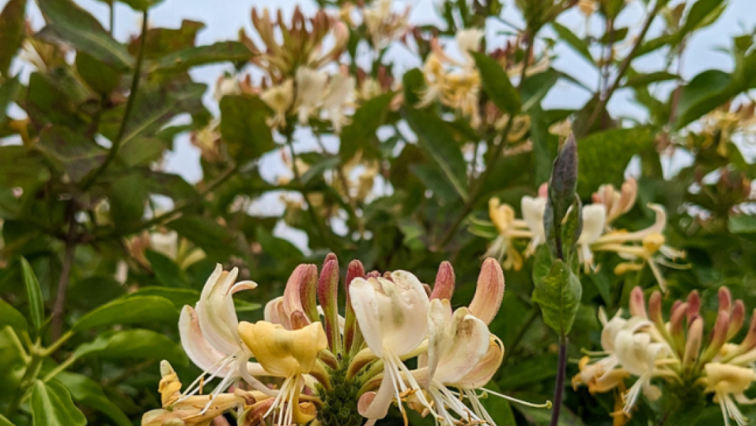 A close-up image of honeysuckle.