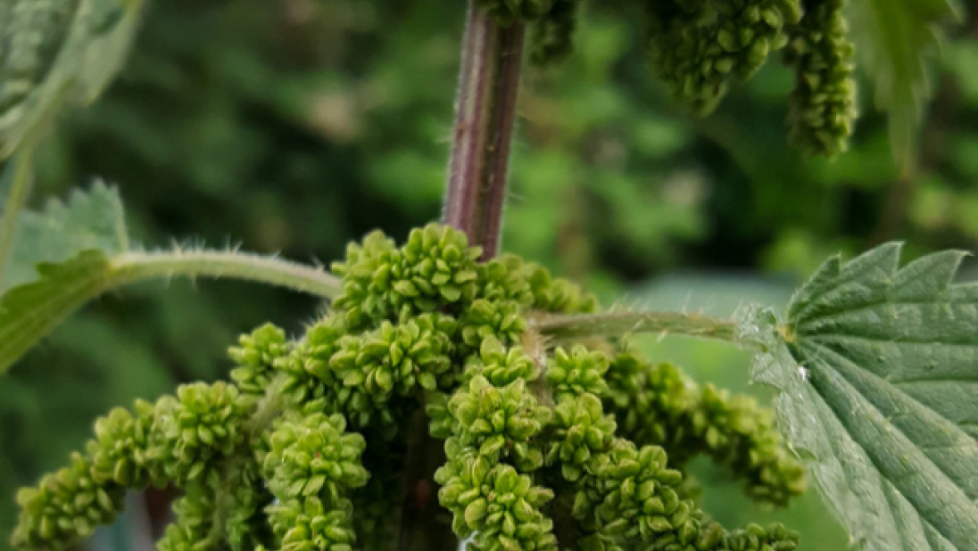 A close-up image of nettle seeds