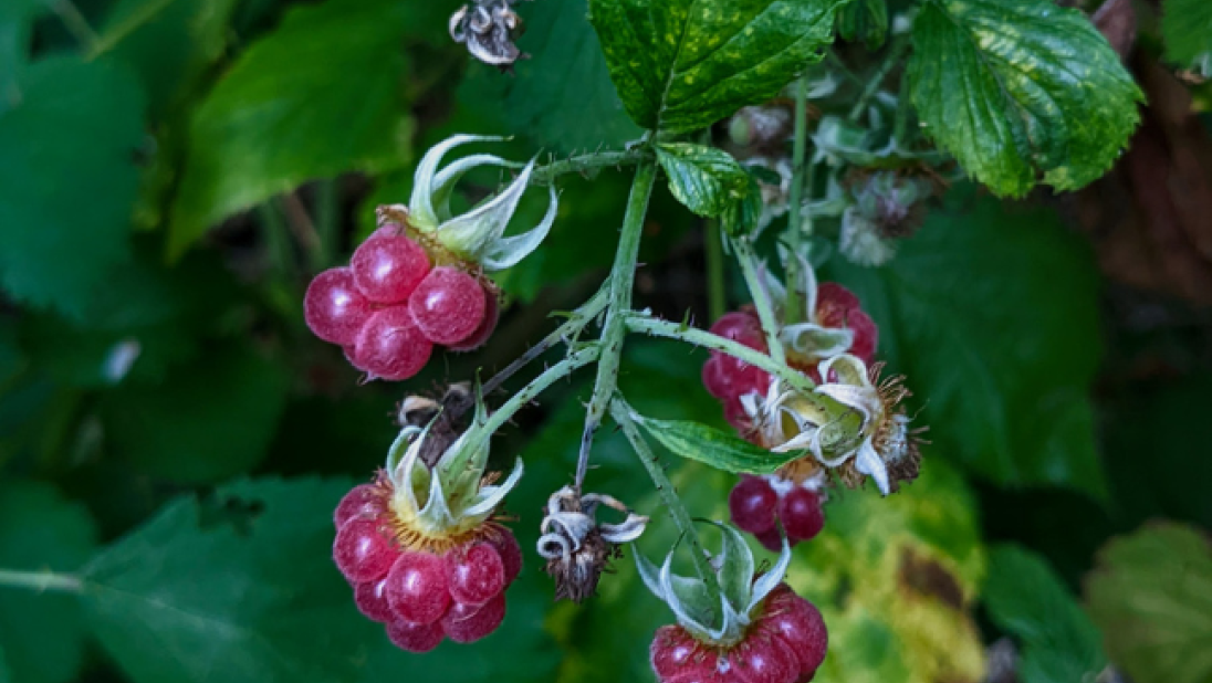 A close-up image of raspberries.