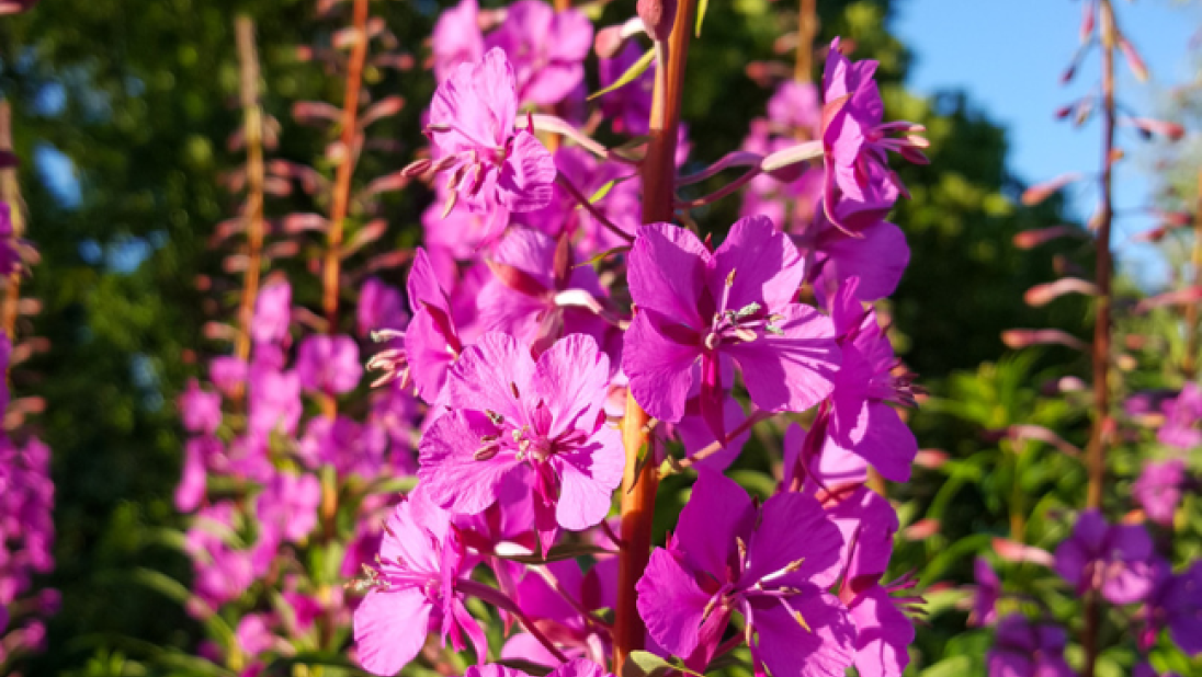 A close-up image of Rosebay Willowherb