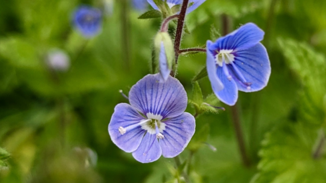 A close-up image of speedwell.