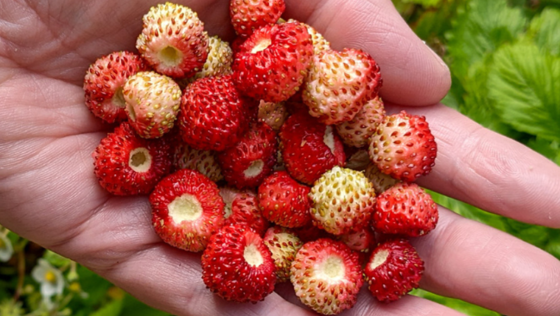 A close-up of wild strawberries.
