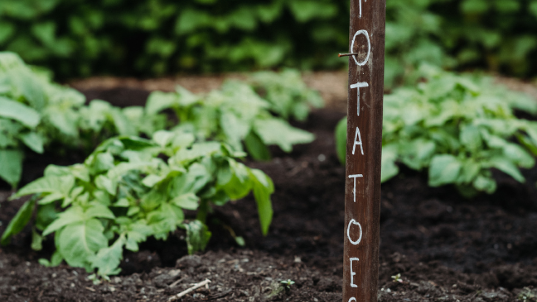 A wooden sign post in the ground saying potatoes
