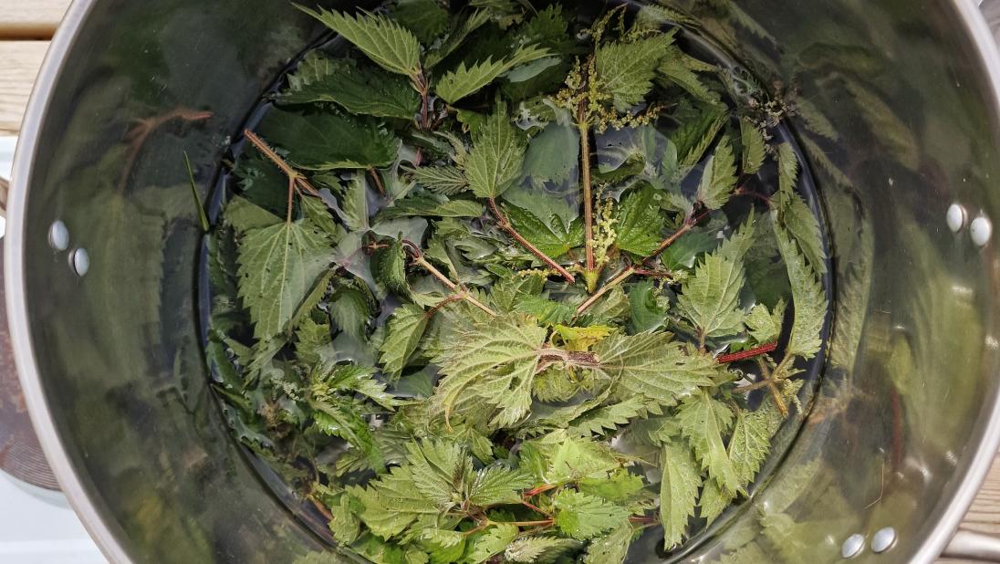 Nettles simmering in the dye pot