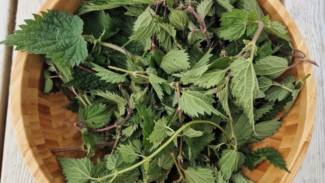 Nettles in a wooden bowl