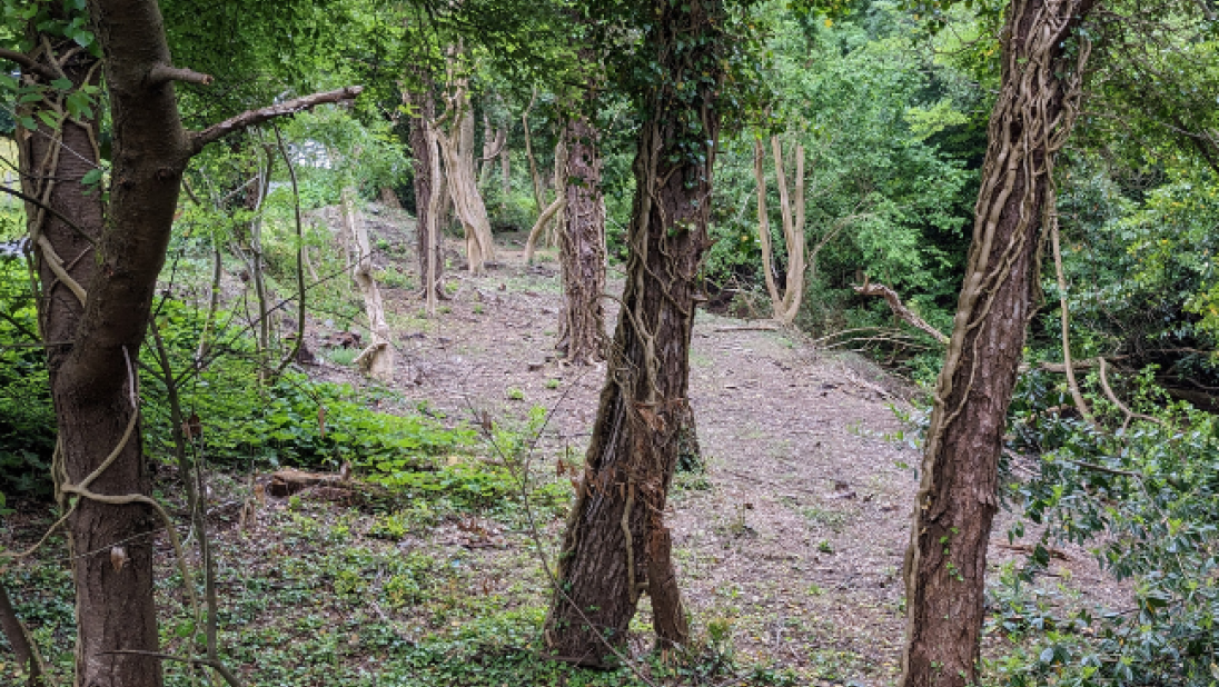 Woodland Trust, after restoration
