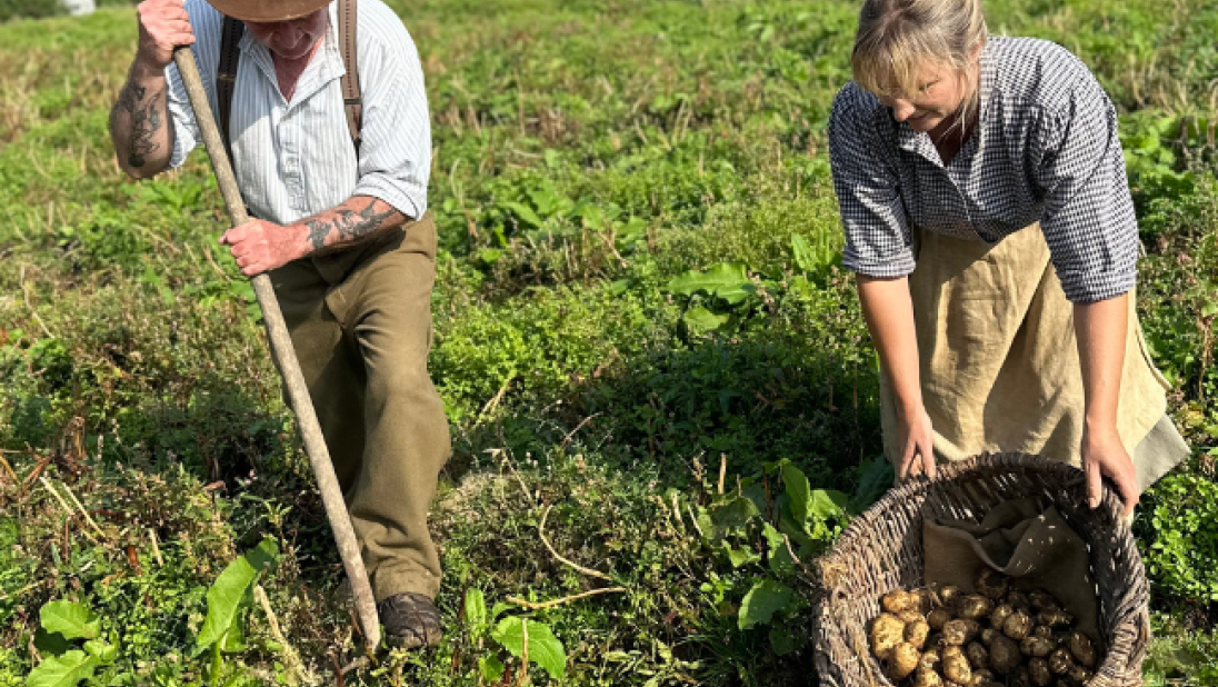 Man and woman harvesting potatoes in a field