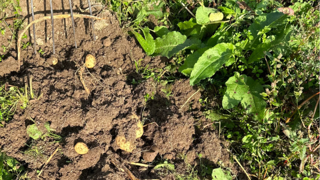 Potatoes in a filed being harvested, potatoes turned up by fork