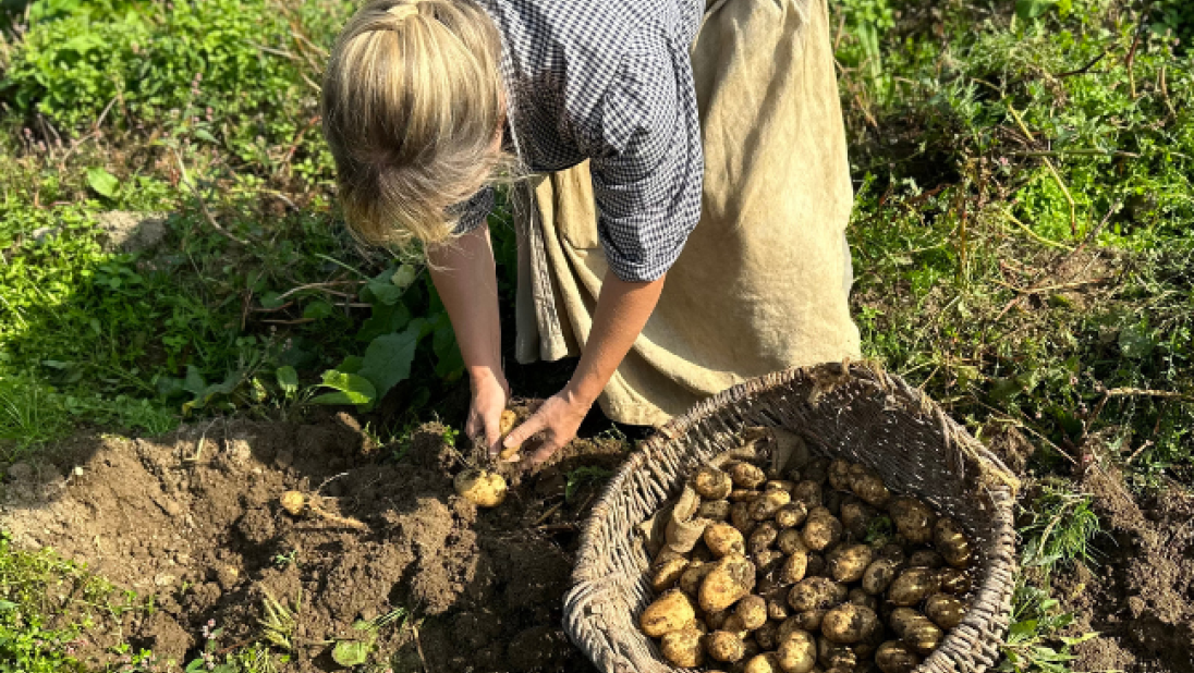 Woman in a field putting harvested potatoes in a basket
