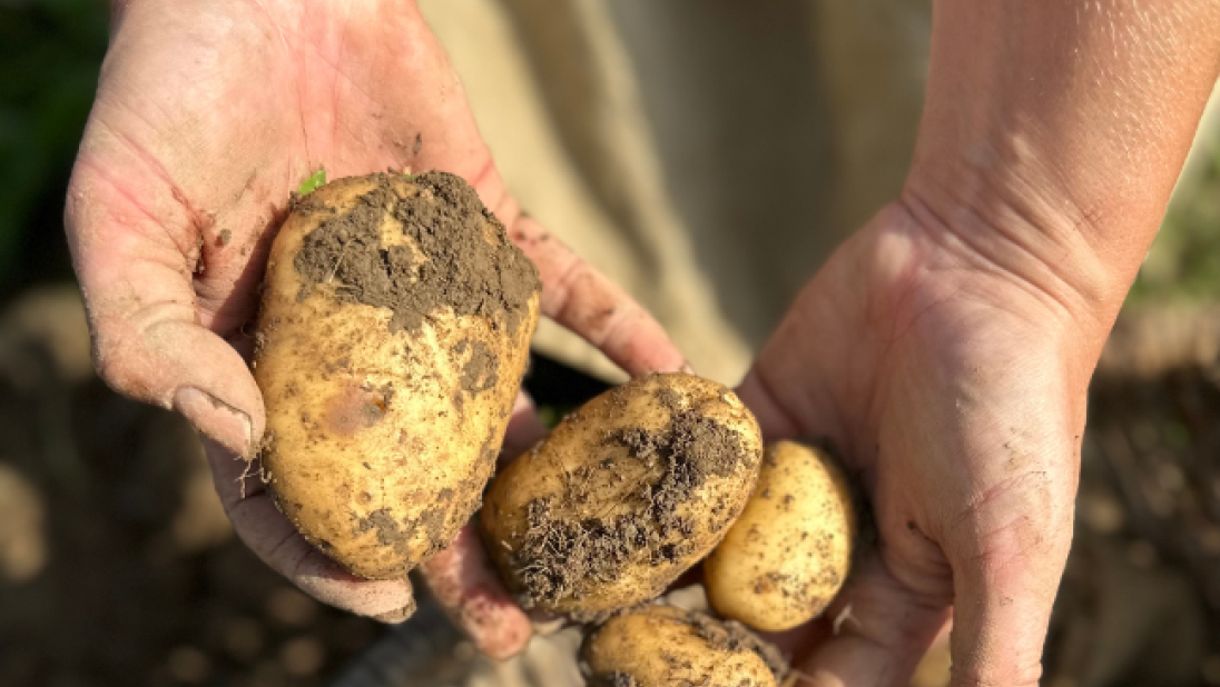Womans hands holding recently harvested potatoes