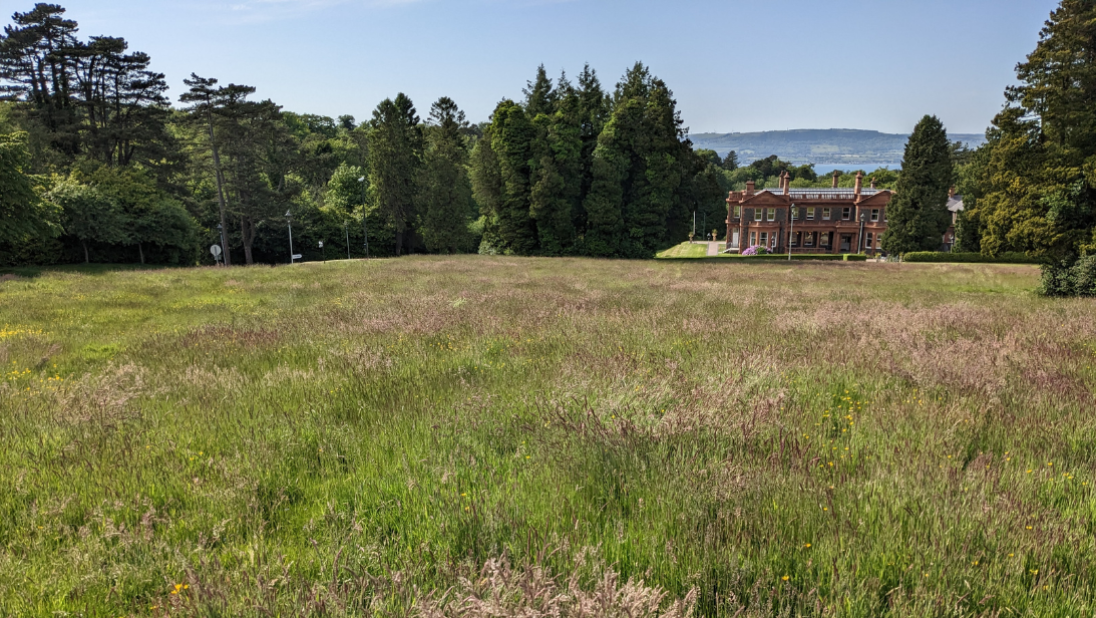 No Mow May at Cultra Manor