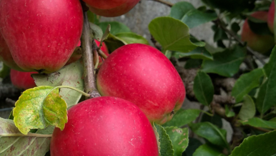 4 Bright red apples attached to their branch.