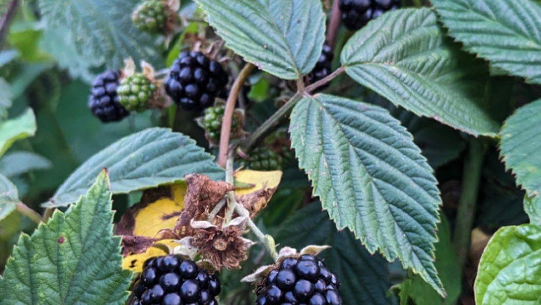 Deep purple blackberries dangle from a bush.
