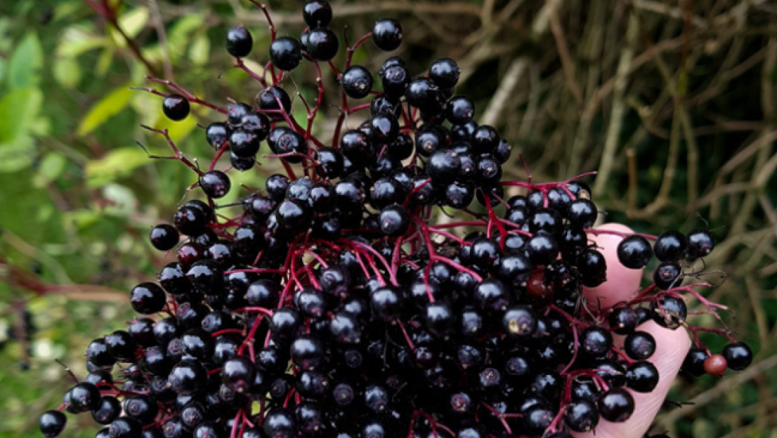 A cluster of deep purple elderberries.