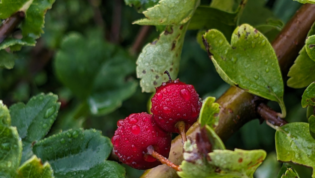 Two red hawthorns amongst green leaves.