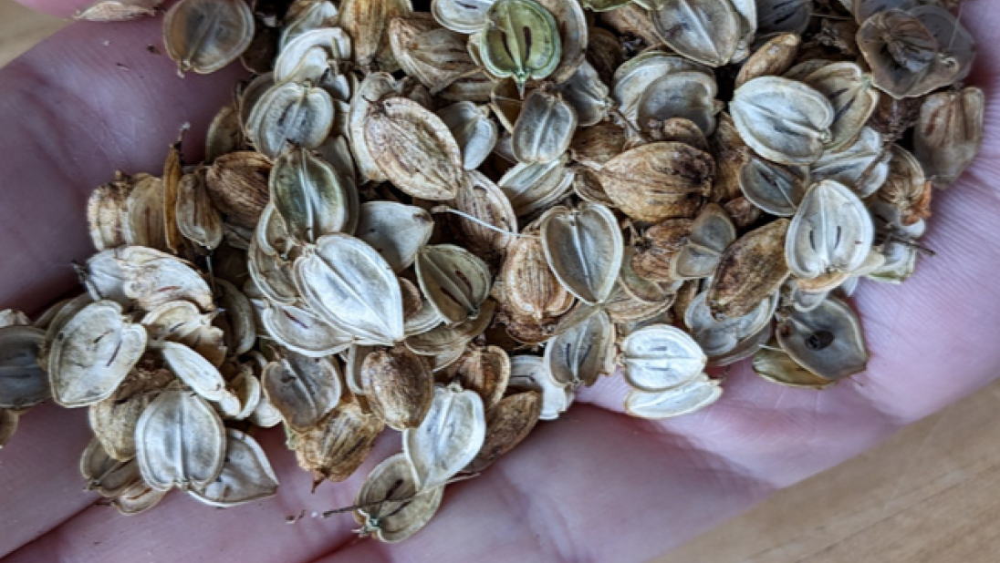 A handful of hogweed seed, in greyish, greenish, reddish muted colours.