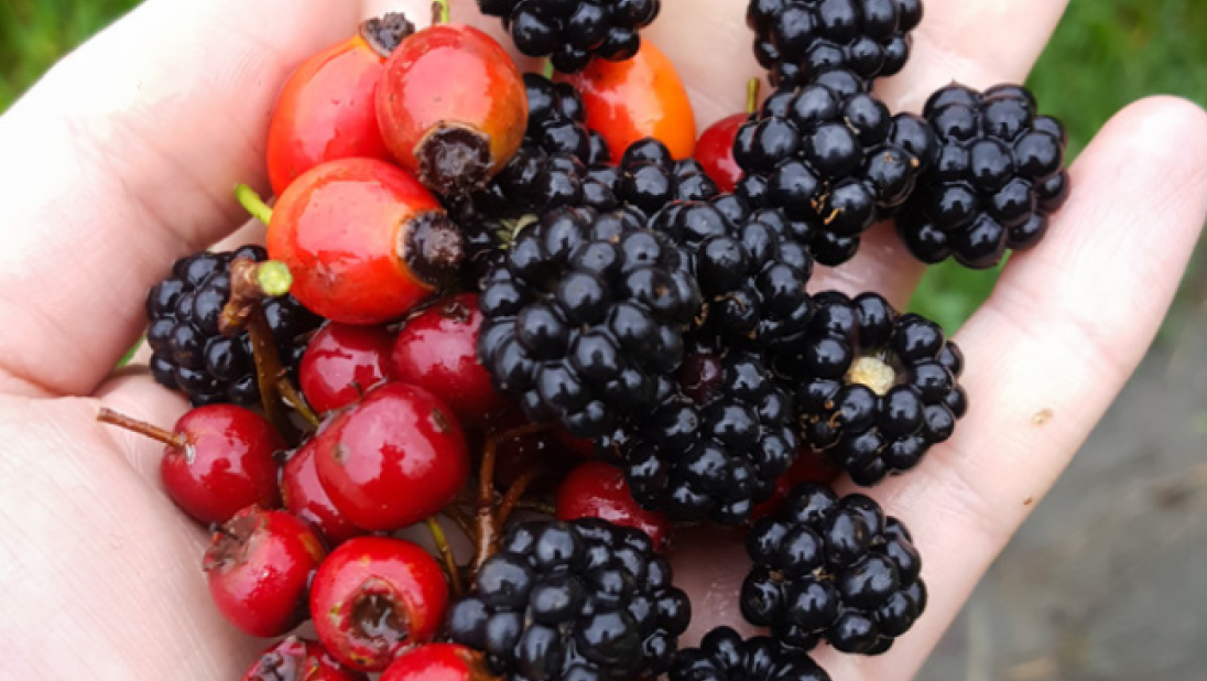 A handful of hawthorn, rosehip, and blackberries.