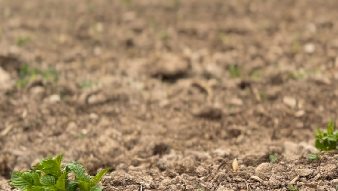 Close up of a small green plant in a brown field.