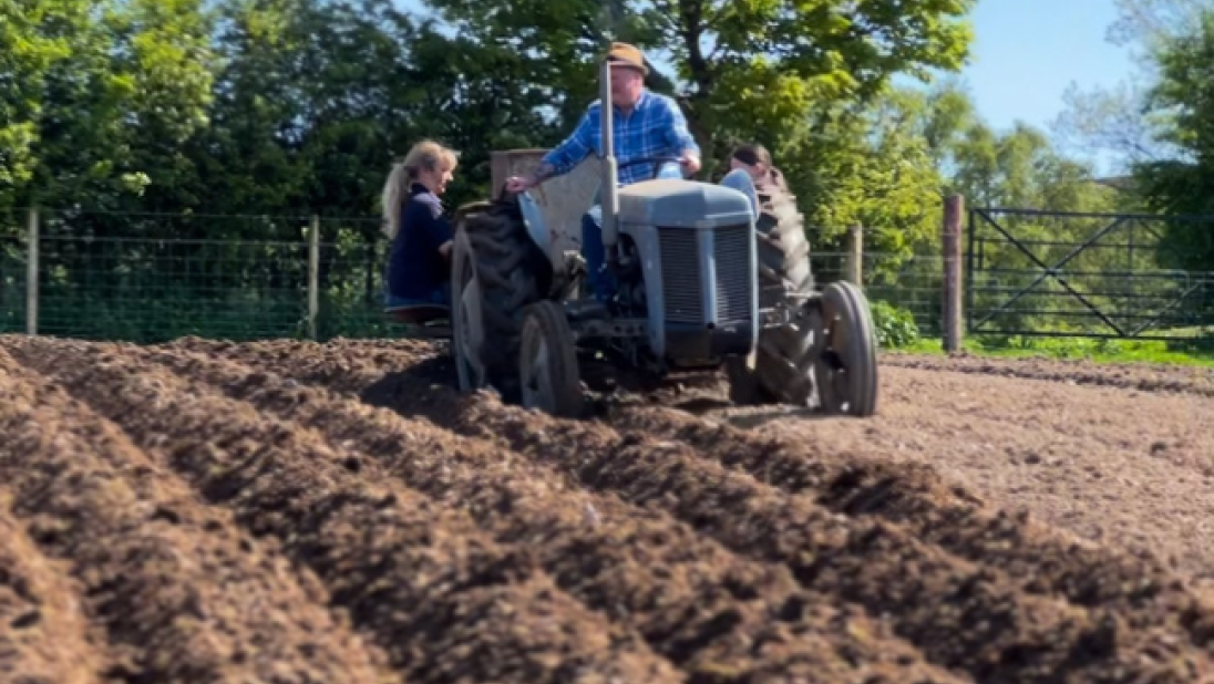 In a field, a tractor plants potatoes.