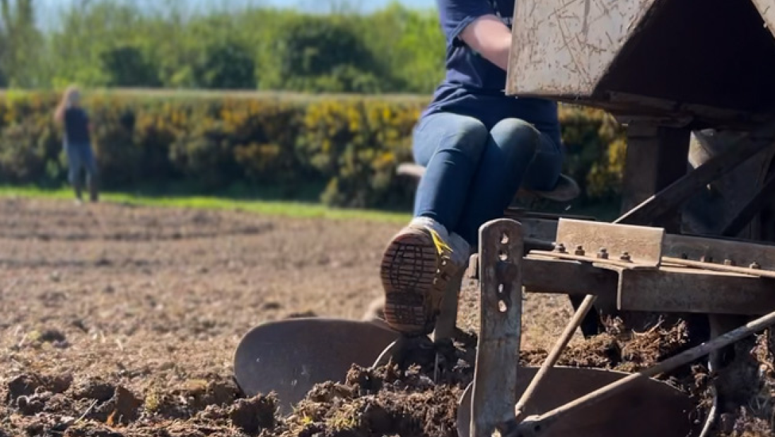 A woman sits on the back of a tractor to plant potatoes.
