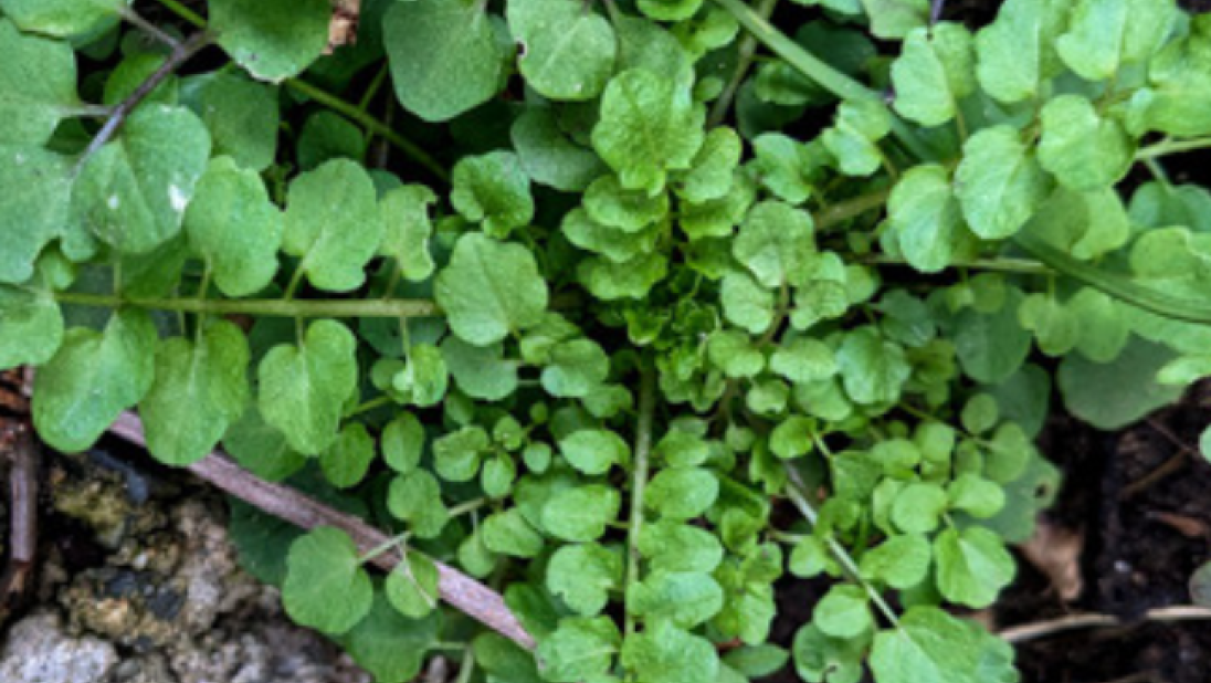 A leafy green plant. It has long stems, with twin circular leaves sprouting from them every few centimetres.