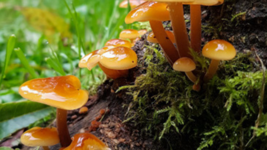 A photo of mushrooms growing on a tree trunk. They are orange-ish and shiny. 