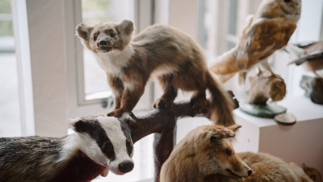 animals in discover nature
