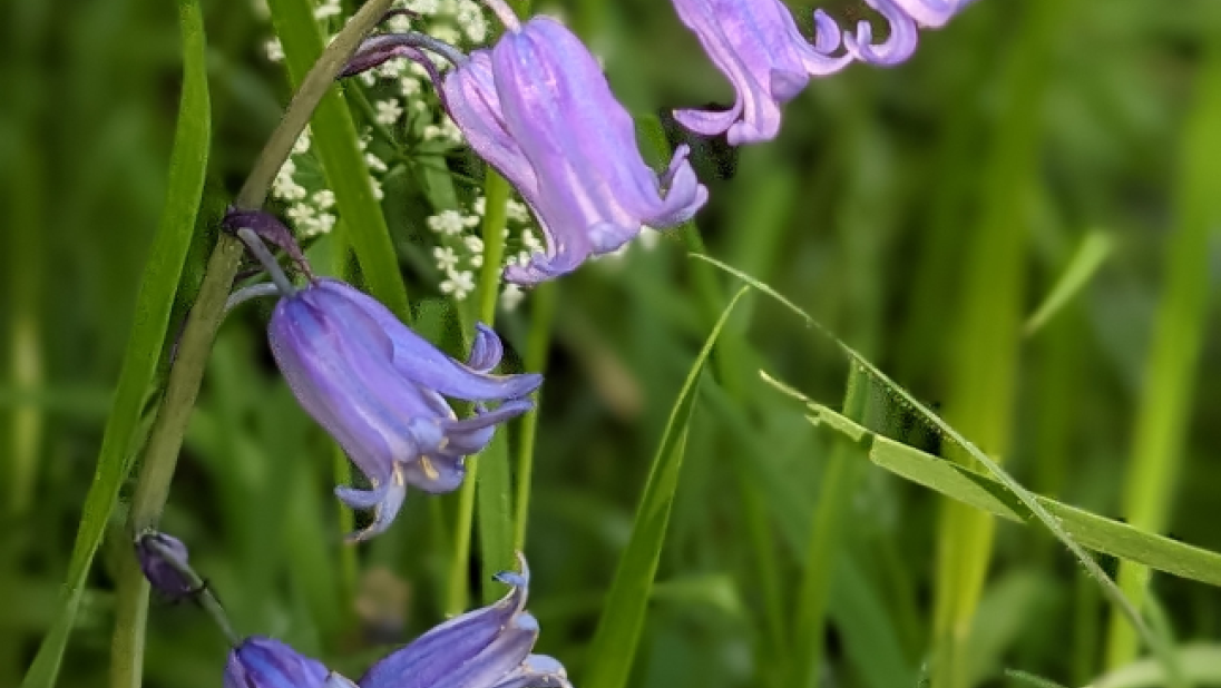 Native Bluebells