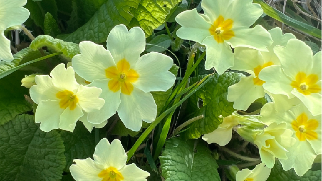 Primrose yellow flowers