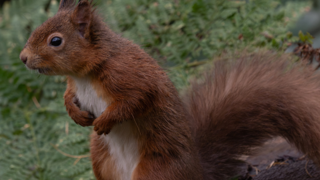 Red Squirrel (Sciurus vulgaris)