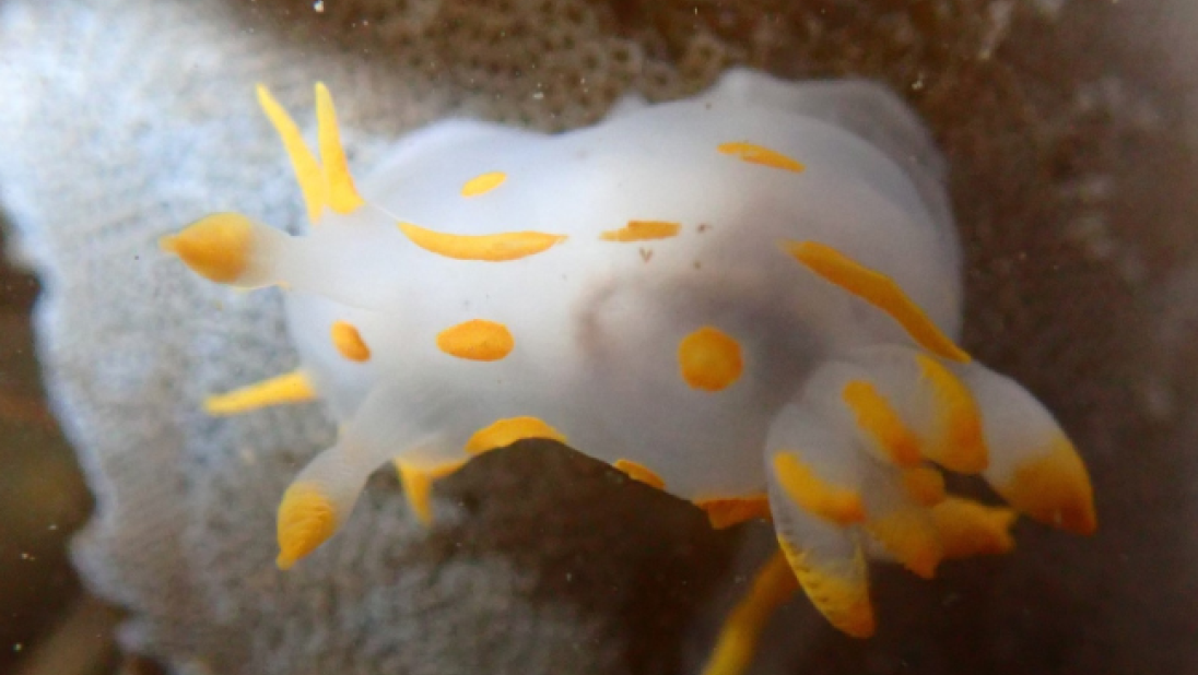 Nudribranch (Polycera quadrilineata) 