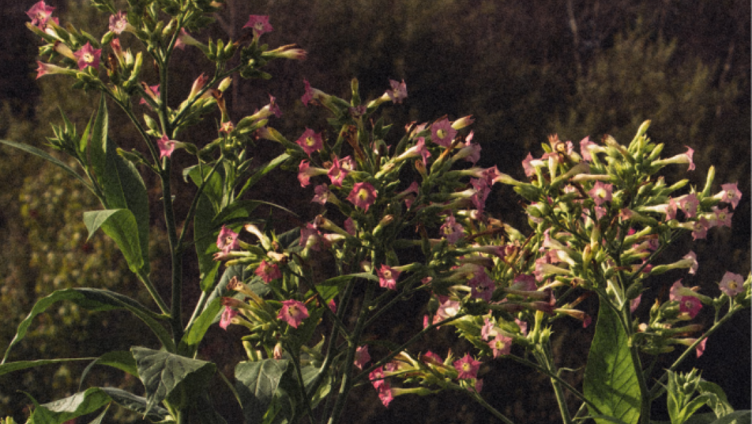 A photograph of the flowers of tobacco plants. The flowers are small, long, with pinkish leaves and a yellow middle like a daisy.