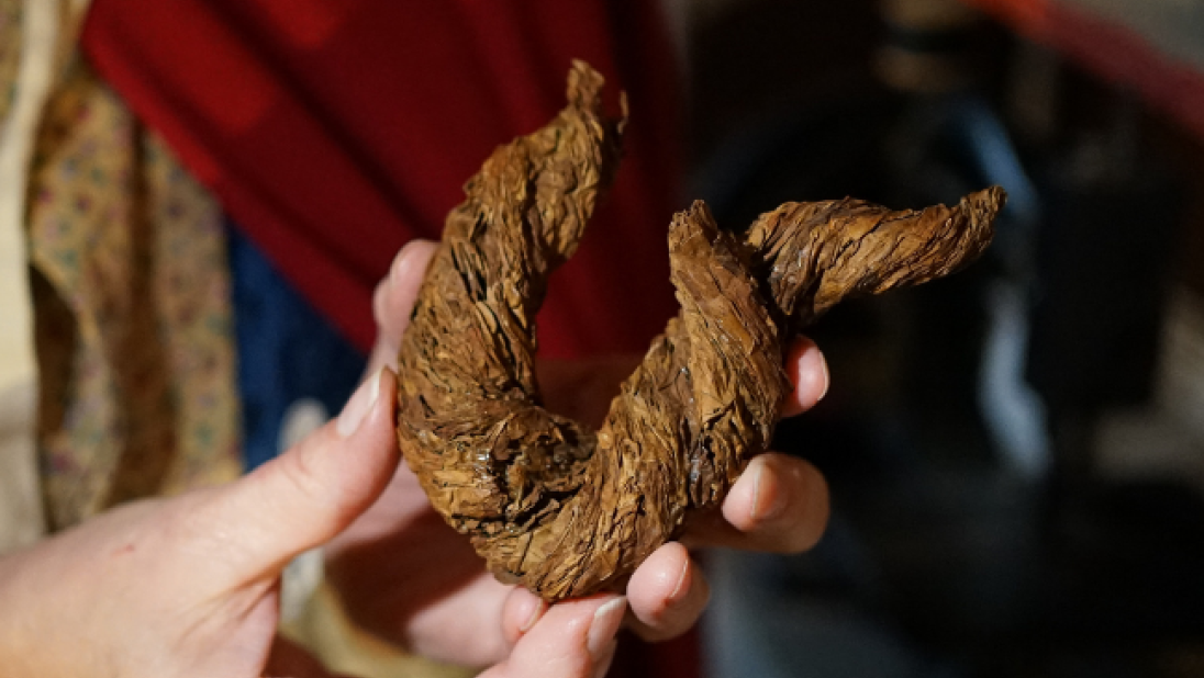 A woman holds a dried tobacco 'pigtail'.