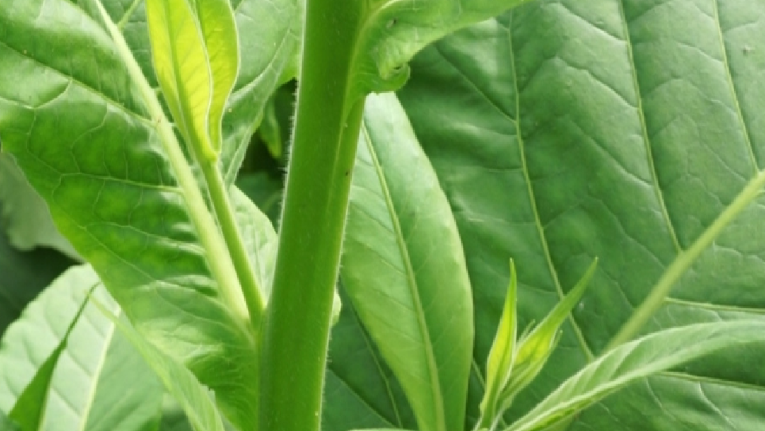 On the stem of a tobacco stalk, small shoots known as suckers are sprouting.