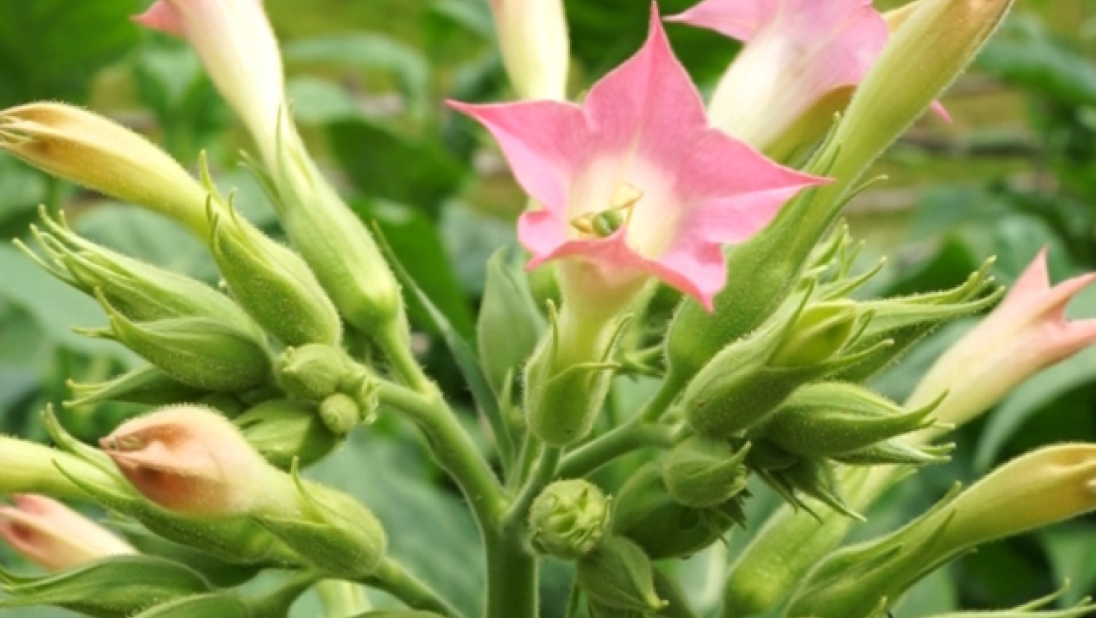 The flowers of the tobacco plant. They are small and long, with five points. The leaves are pink.