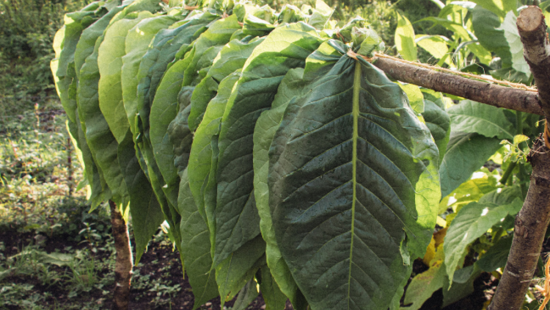 A row of tobacco leaves are trying on a spit.