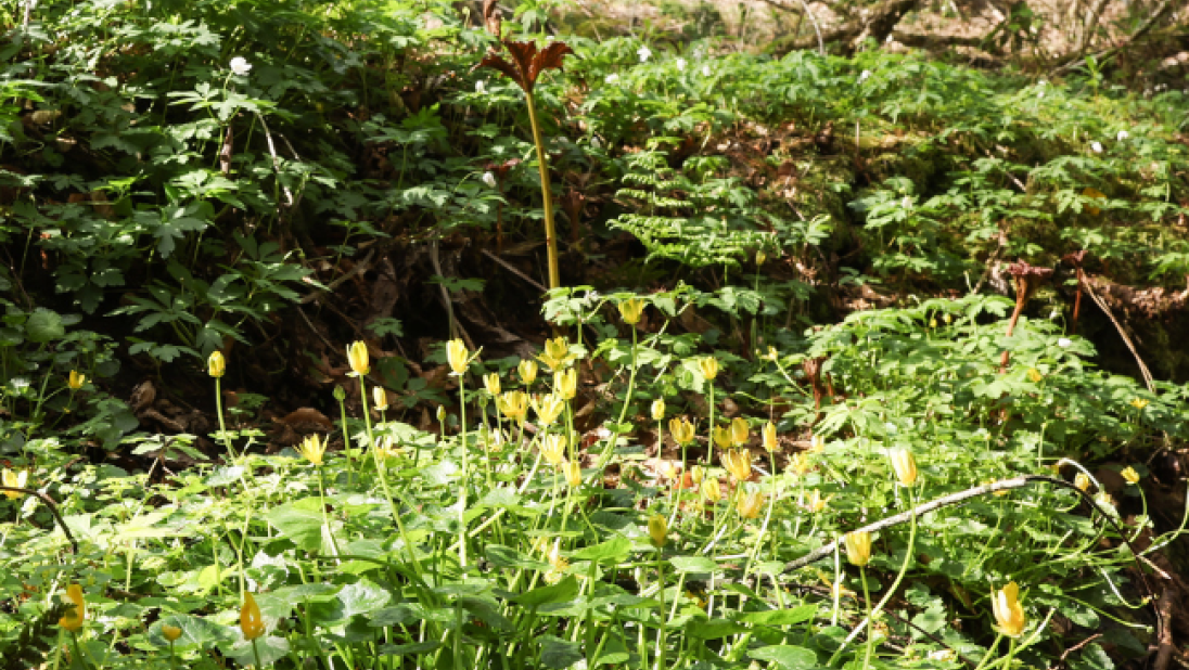 Yellow flowers growing in woodland