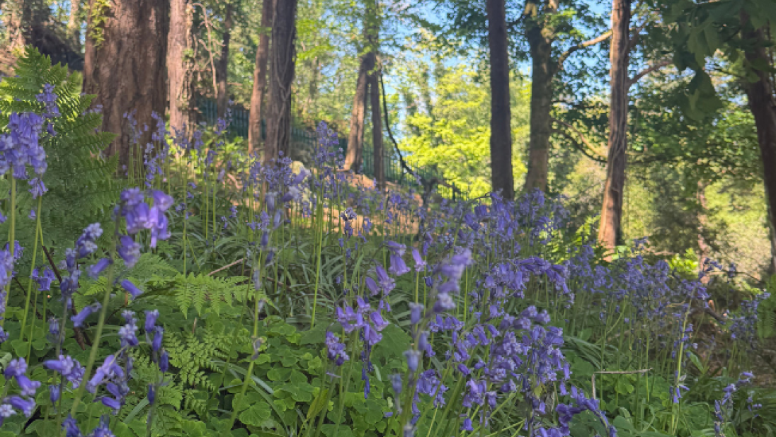 Bluebells growing in woodlands, blue sky visible in the background