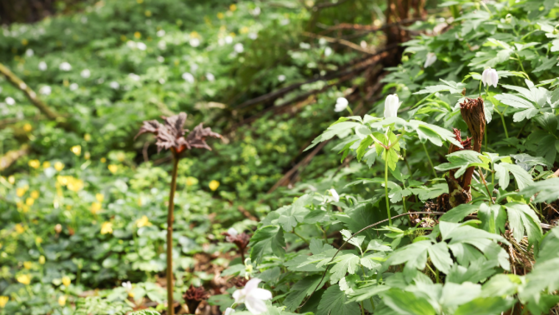 Regrowth after Woodland Trust work