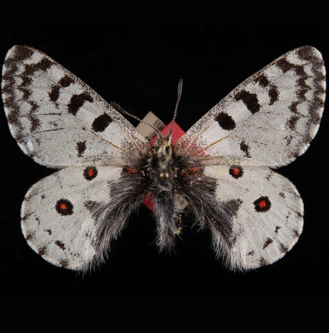 A butterfly on a black background. The wings are white, with small red dots ringed with black.