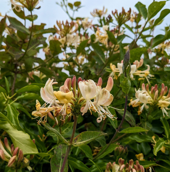A close-up image of honeysuckle.