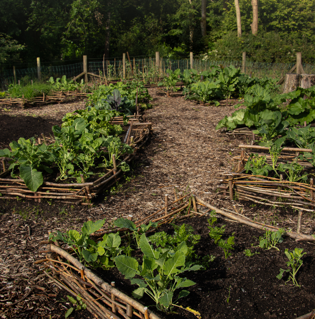 A lush garden full of gardening beds and green plants.