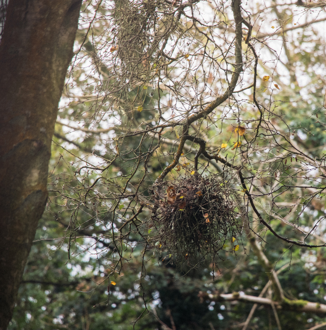 Amidst trees, a fungi that looks like the ragged end of a witch's broom takes over a branch.