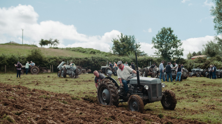 Tractors on a field as part of Ferguson Tractor Day at Folk Museum