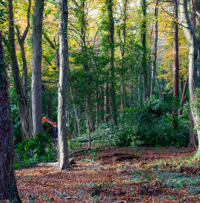 Woodland being cleared during Autumn, digger visible in the background